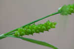 Limestone meadow sedge